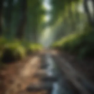 Pathway to Inner Calm A tranquil forest path inviting reflection and calmness.