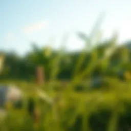 An uplifting scene featuring nature and serenity