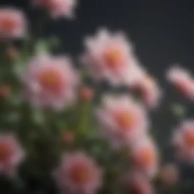 The Beauty of Compassionate Acts A close-up of delicate flowers representing compassion