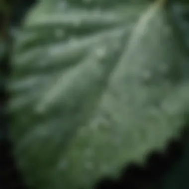 Nature's Gifts: Embracing Beauty and Gratitude A close-up of a leaf with dew drops, representing nature's gifts and beauty