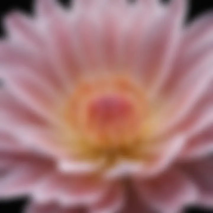 A close-up of a delicate flower symbolizing compassion