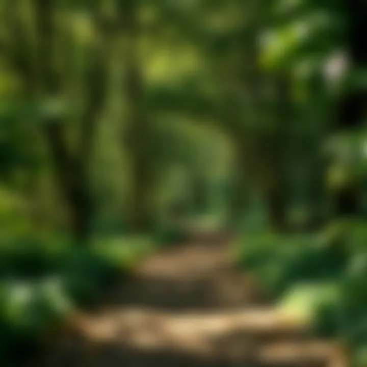 A path through a lush forest representing the journey towards happiness