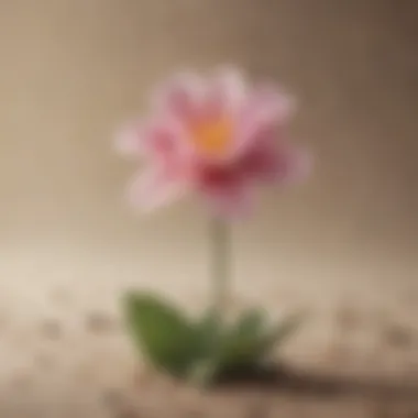 A close-up of a fragile flower in contrast to a barren background