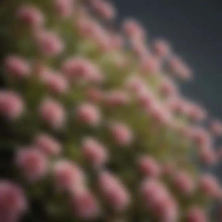 A close-up of blooming flowers representing joy and appreciation