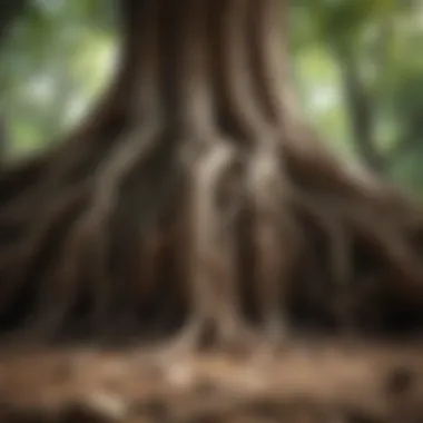 Roots of Resilience and Adaptability Roots of a tree illustrating resilience and adaptability