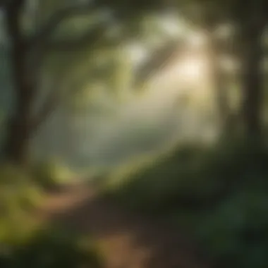 Nature's Embrace: Finding Peace in Simple Quotes A serene landscape with gentle sunlight filtering through trees