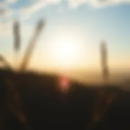 A serene landscape symbolizing emotional healing