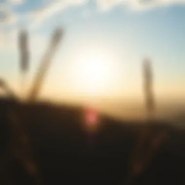 Emotional Healing Through Nature A serene landscape symbolizing emotional healing