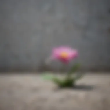 A blooming flower breaking through concrete, illustrating resilience and growth