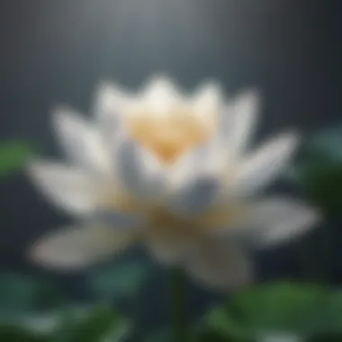 A close-up of a lotus flower representing purity and healing