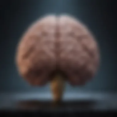 Visualization of the brain's response to meditation