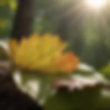 The Beauty of Nature's Intricacies A close-up of nature's details, such as leaves and petals in sunlight