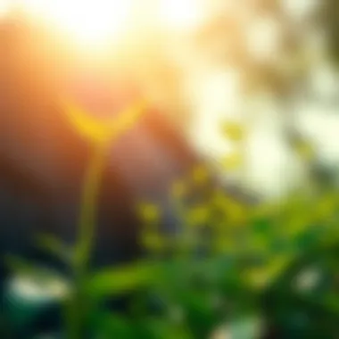 Nurturing Positive Growth Artistic depiction of plants growing towards sunlight, representing growth and positivity