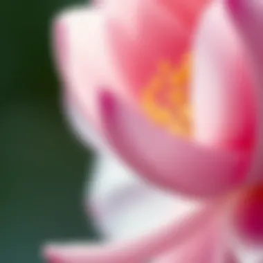 A close-up of a blooming flower signifying personal growth