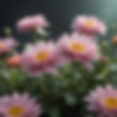 Embracing Growth A close-up of blooming flowers showcasing beauty and growth, symbolizing self-acceptance