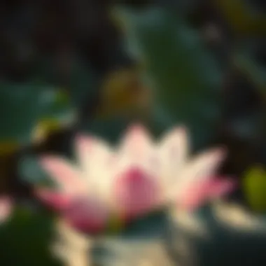 A lotus flower representing purity and spiritual awakening