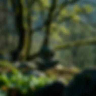 A serene environment promoting mindfulness